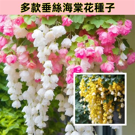 垂吊海棠|垂絲海棠養花怎麼種植？幾點就搞定